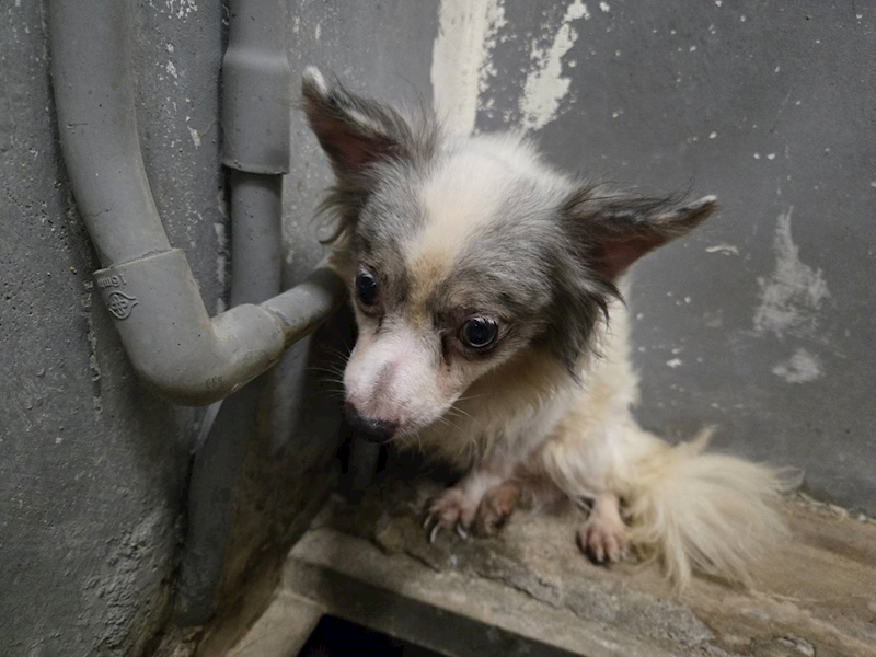 新竹市動物保護教育園區,編號:460547, 吉娃娃犬