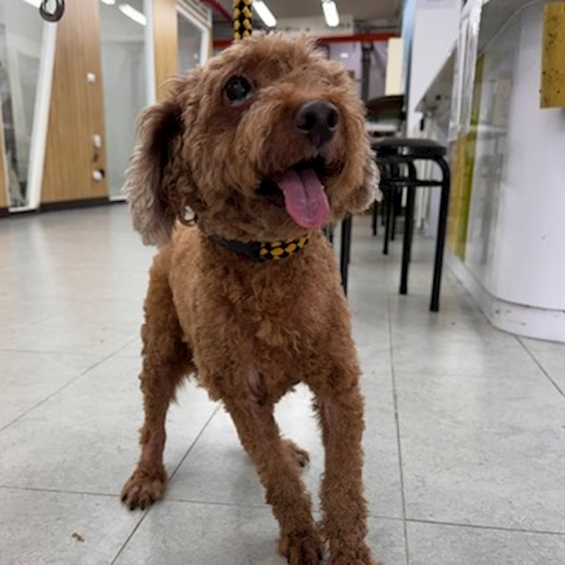 基隆市寵物銀行,編號:460696, 貴賓犬        