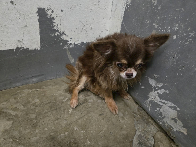 新竹市動物保護教育園區,編號:460548, 吉娃娃犬