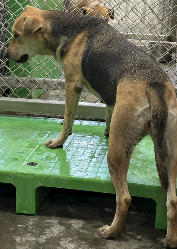 臺東縣動物收容中心,編號:460649, 混種犬          