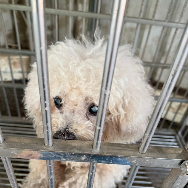 臺南市動物之家善化站,編號:460196, 比熊犬