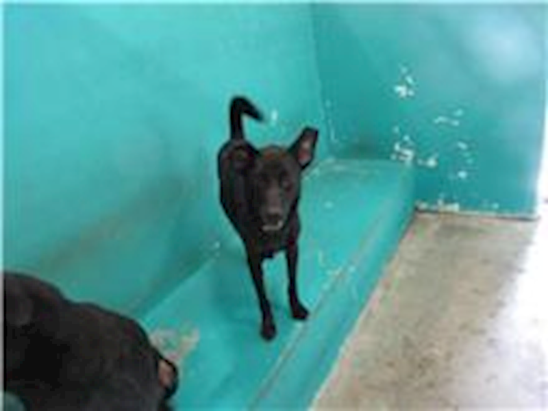 新竹市動物保護教育園區,編號:34118, 混種犬          