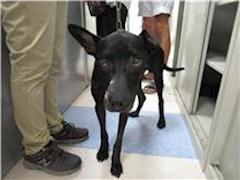 新竹市動物保護教育園區,編號:122509, 混種犬          