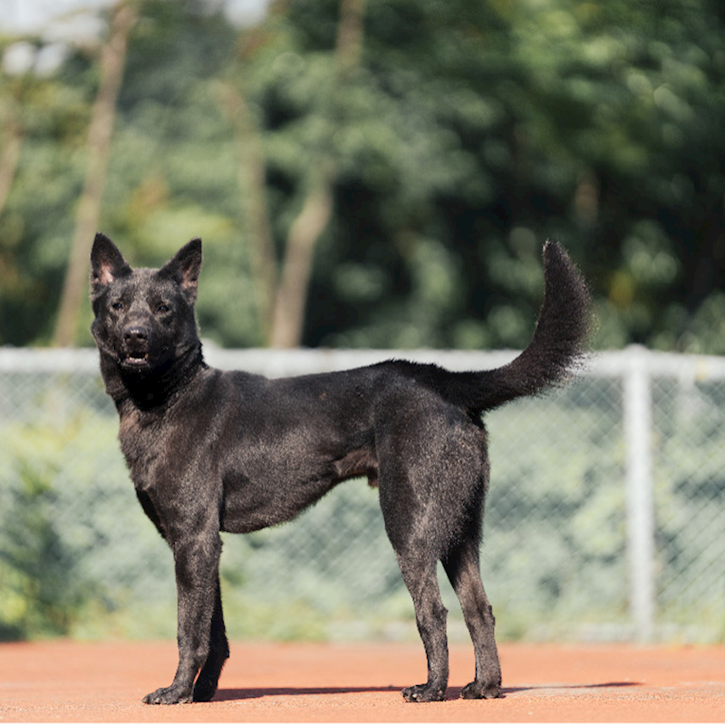 新北市板橋區公立動物之家,編號:335903, 混種犬          