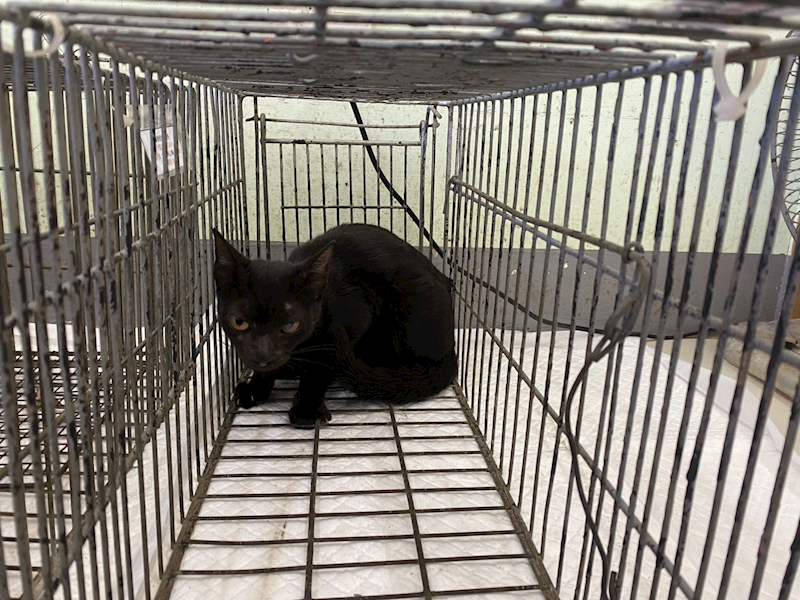 金門縣動物收容中心,編號:460643, 混種貓                 