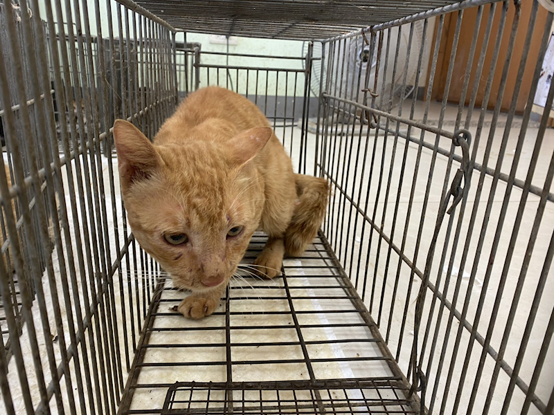 金門縣動物收容中心,編號:460642, 混種貓                 