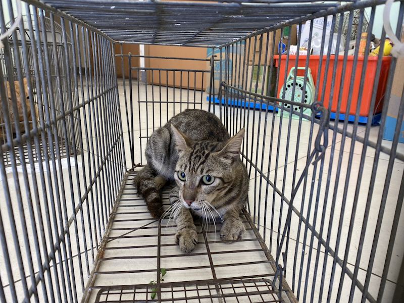 金門縣動物收容中心,編號:460641, 混種貓                 