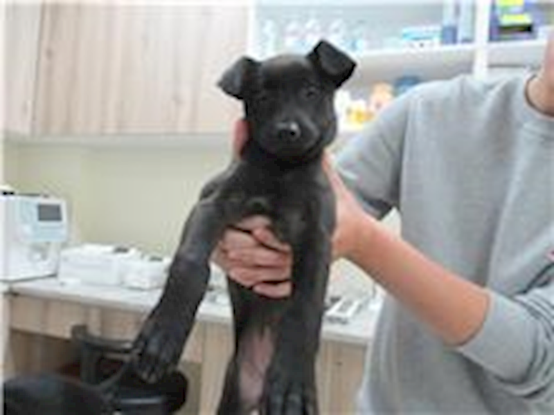 新竹市動物保護教育園區,編號:196048, 混種犬          