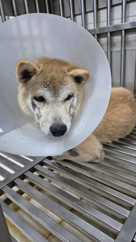新北市八里區公立動物之家,編號:458486, 柴犬                  