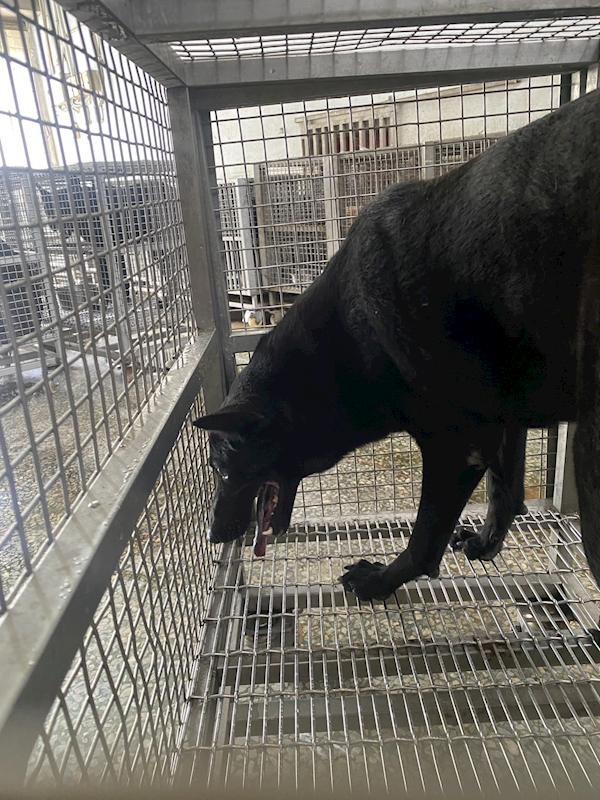 臺南市動物之家善化站,編號:460618, 混種犬          