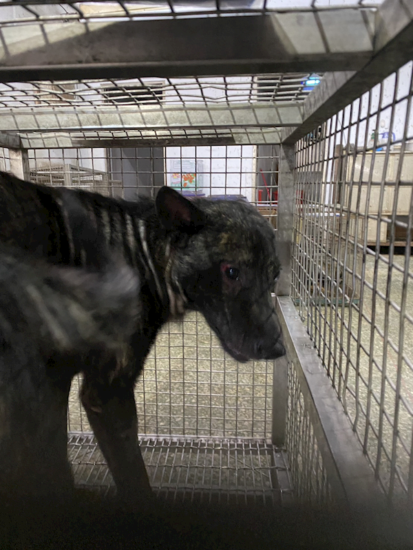 臺南市動物之家善化站,編號:460616, 混種犬          