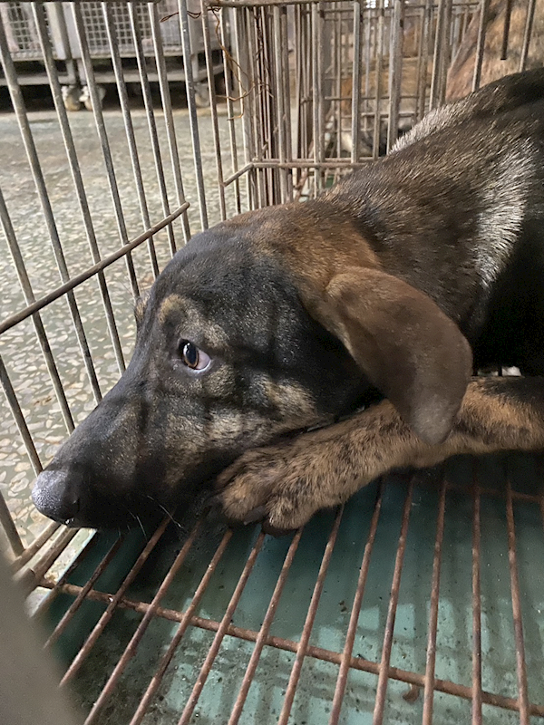 臺南市動物之家善化站,編號:460615, 混種犬          