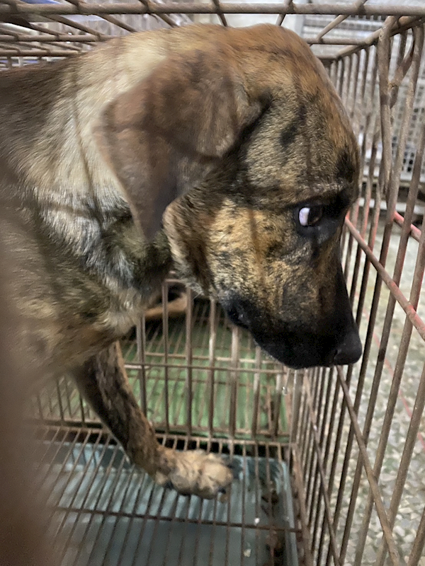 臺南市動物之家善化站,編號:460614, 混種犬          
