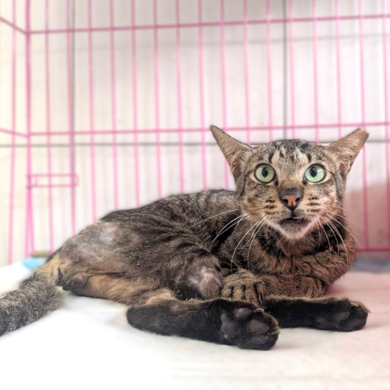 新竹縣動物保護教育園區,編號:458543, 混種貓                 