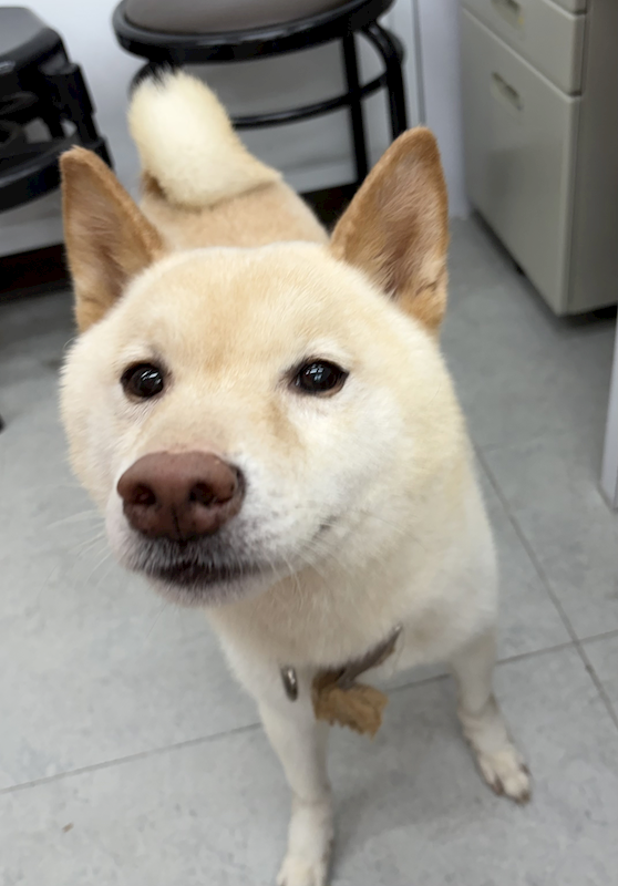 基隆市寵物銀行,編號:458954, 柴犬                  