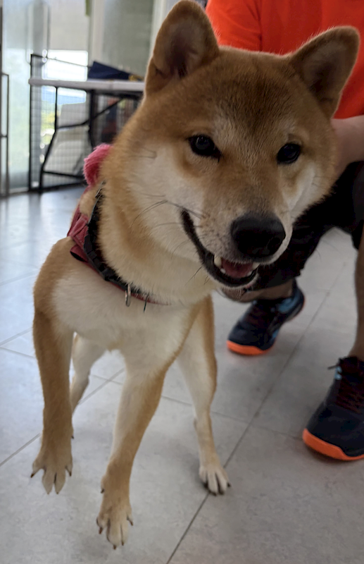 基隆市寵物銀行,編號:458950, 柴犬                  