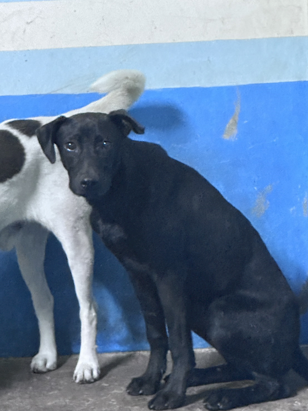 苗栗縣動物保護教育園區,編號:457063, 混種犬          