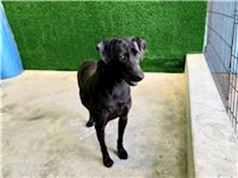 南投縣公立動物收容所,編號:26322, 混種犬          