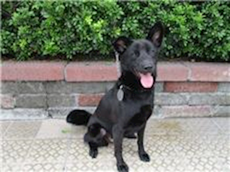 南投縣公立動物收容所,編號:28287, 混種犬          