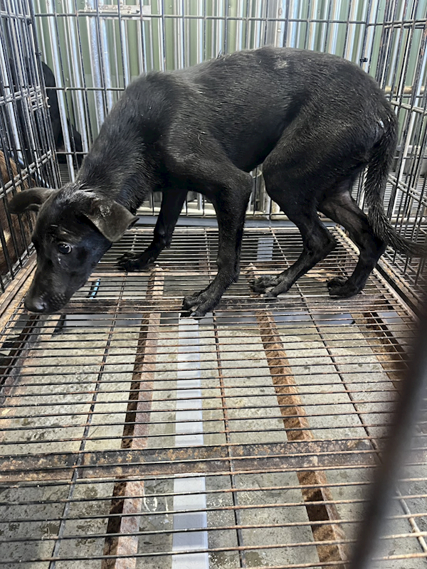 彰化縣流浪狗中途之家臨時收容所,編號:460749, 混種犬          