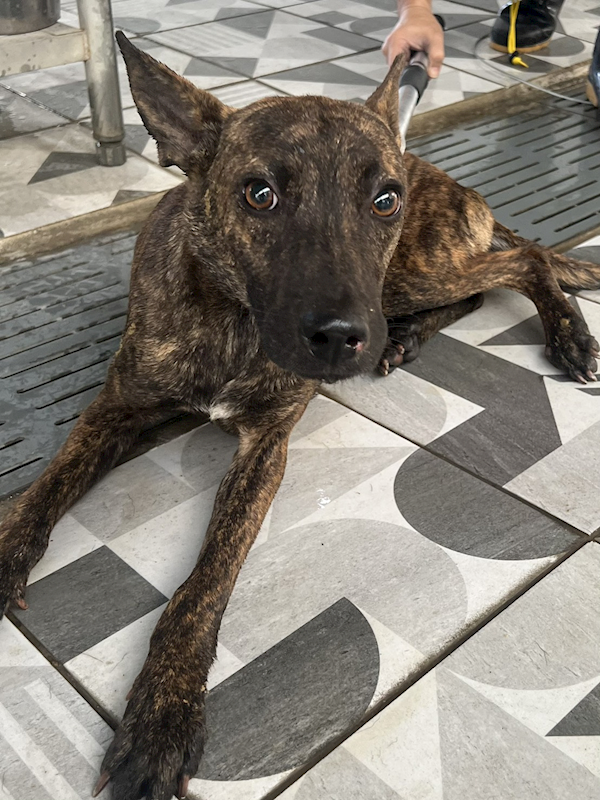 苗栗縣動物保護教育園區,編號:434868, 混種犬          