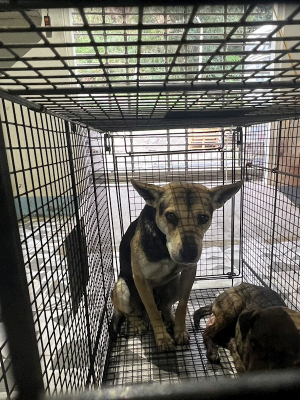 苗栗縣動物保護教育園區,編號:443879, 混種犬          