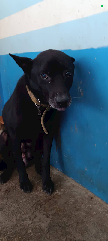 苗栗縣動物保護教育園區,編號:432568, 混種犬          