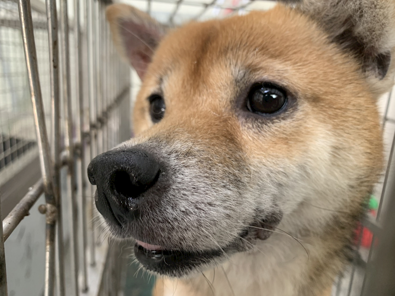 臺北市動物之家,編號:453917, 柴犬                  