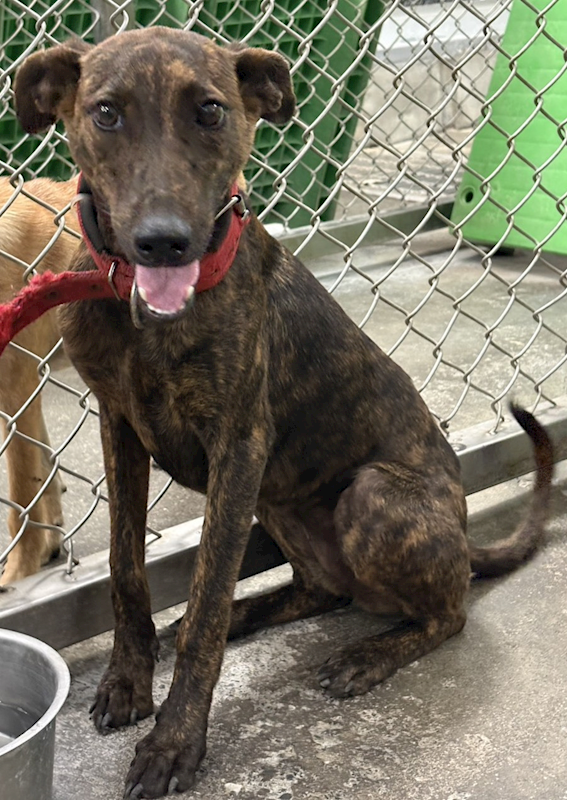 臺東縣動物收容中心,編號:459764, 混種犬          