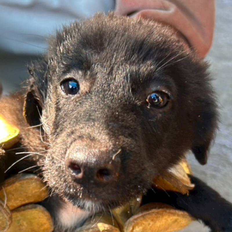 澎湖縣流浪動物收容中心,編號:460734, 混種犬          