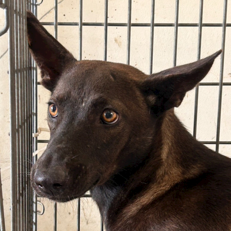 澎湖縣流浪動物收容中心,編號:460735, 混種犬          