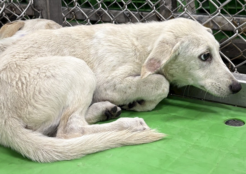 臺東縣動物收容中心,編號:460733, 混種犬          