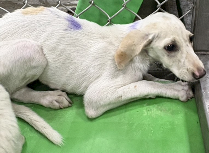 臺東縣動物收容中心,編號:460732, 混種犬          