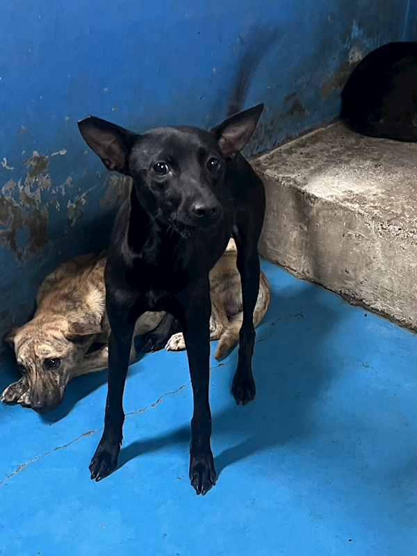 苗栗縣動物保護教育園區,編號:451703, 混種犬          