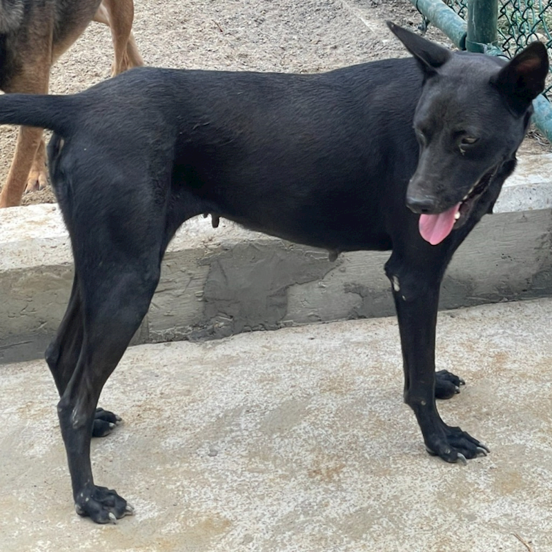 苗栗縣動物保護教育園區,編號:336925, 混種犬          