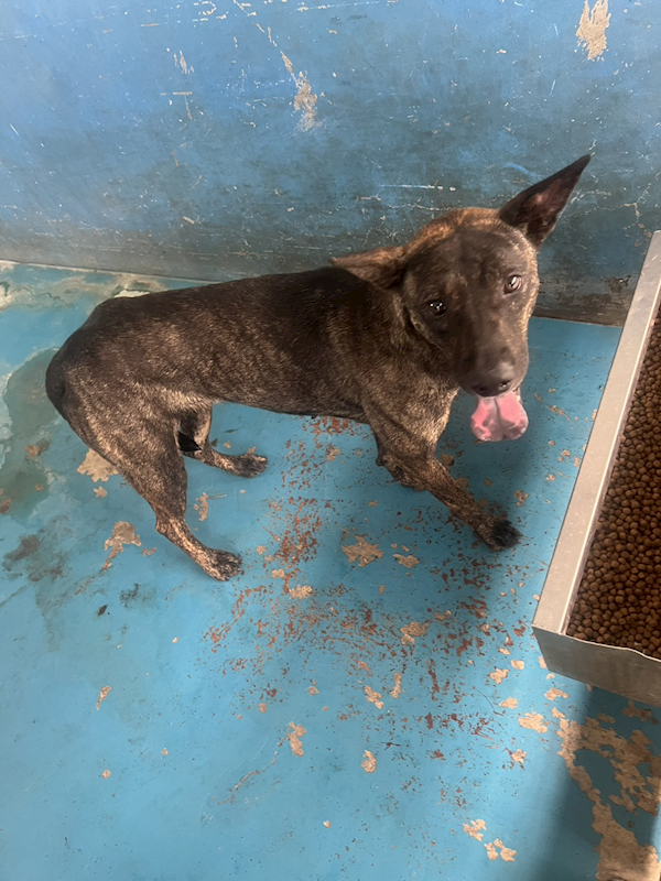 苗栗縣動物保護教育園區,編號:409743, 混種犬          