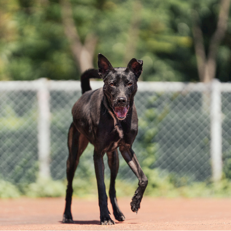 新北市板橋區公立動物之家,編號:320562, 混種犬          