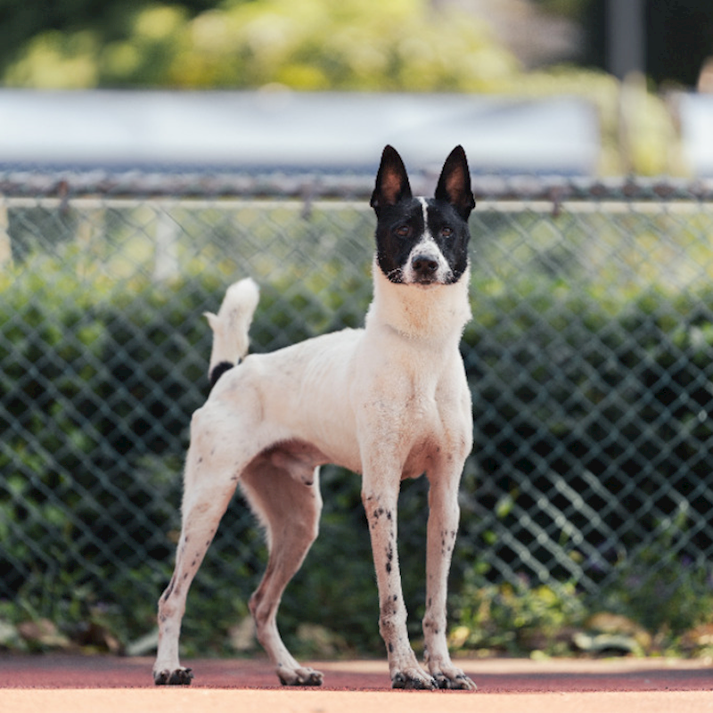 新北市板橋區公立動物之家,編號:395726, 混種犬          