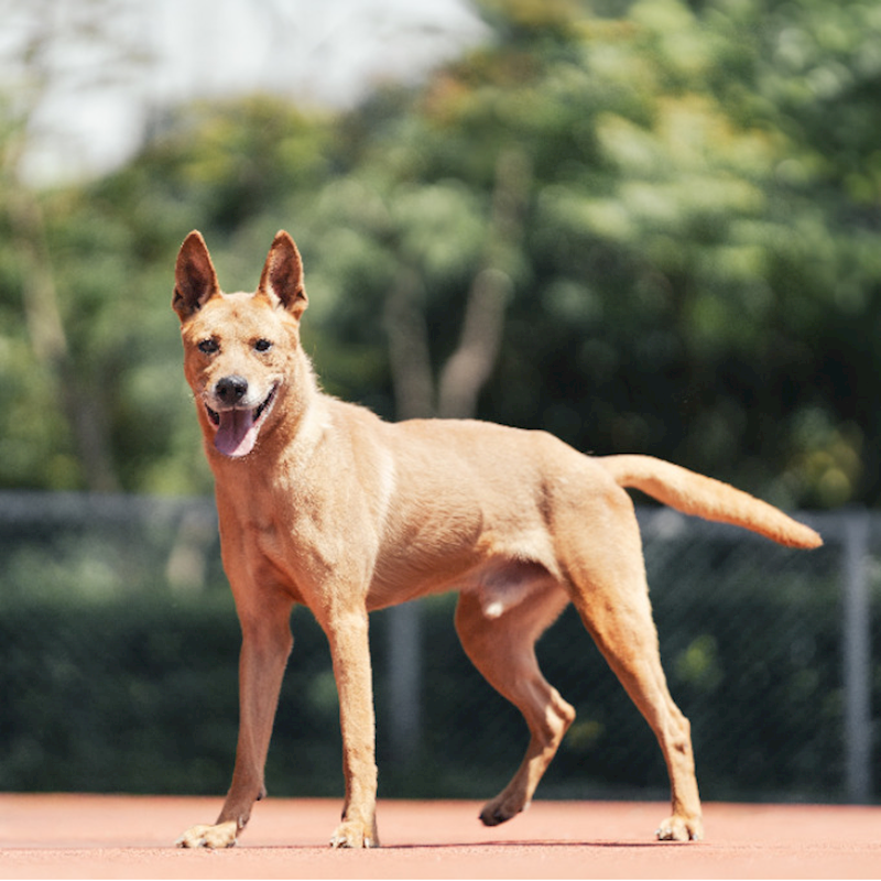 新北市板橋區公立動物之家,編號:407842, 混種犬          