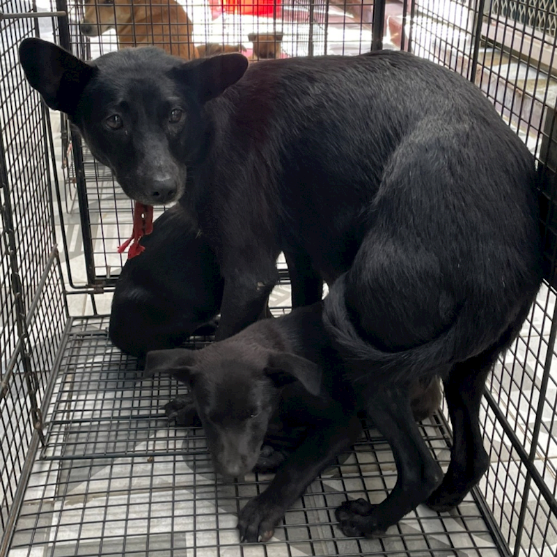 苗栗縣動物保護教育園區,編號:385012, 混種犬          