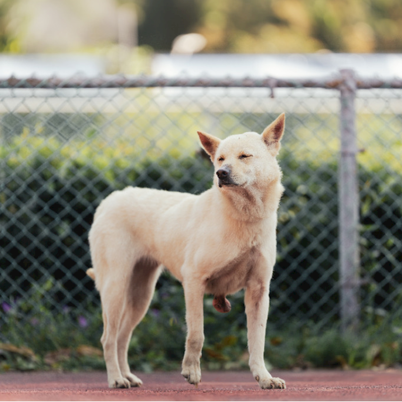 新北市板橋區公立動物之家,編號:292876, 混種犬          