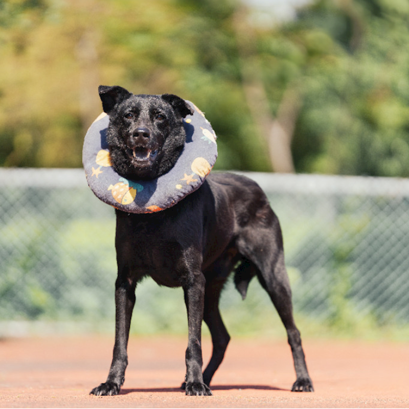 新北市板橋區公立動物之家,編號:302524, 混種犬          