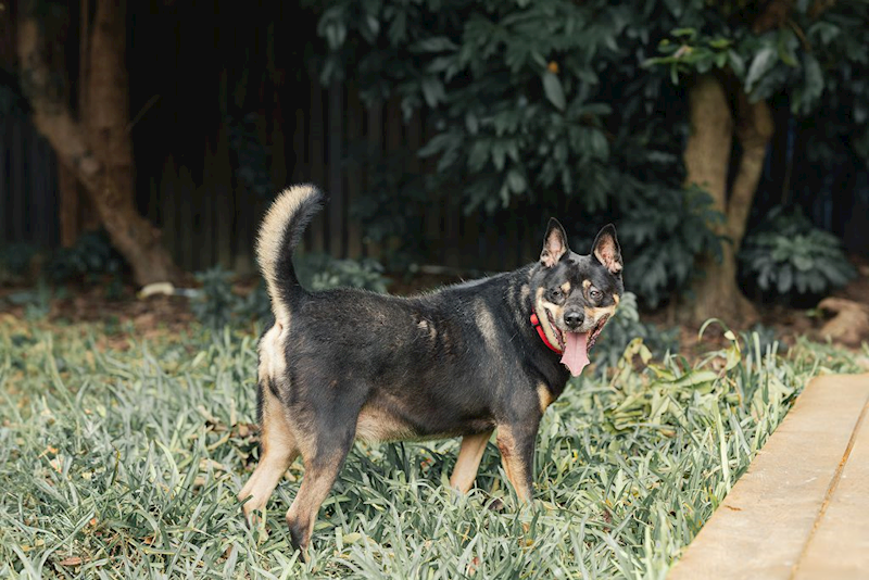 新北市板橋區公立動物之家,編號:190054, 混種犬          