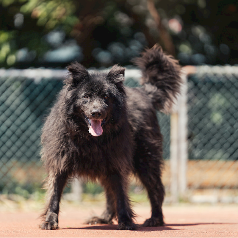 新北市板橋區公立動物之家,編號:225556, 混種犬          