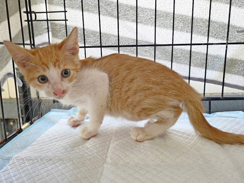 臺北市動物之家,編號:458085, 混種貓                 