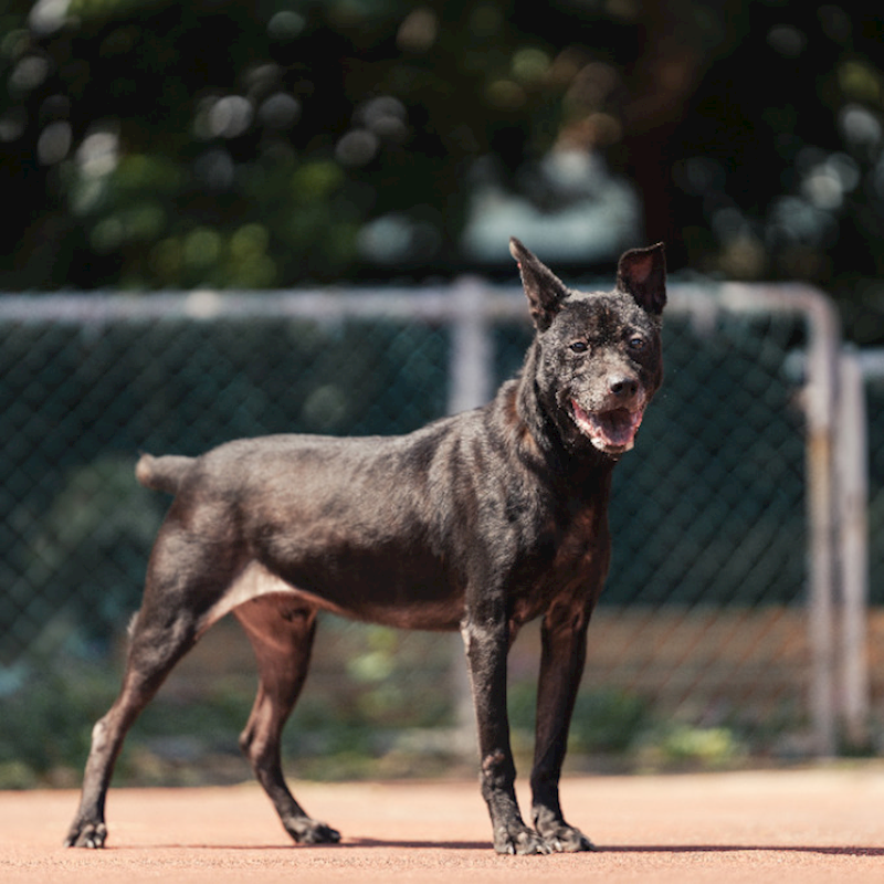 新北市板橋區公立動物之家,編號:172387, 混種犬          