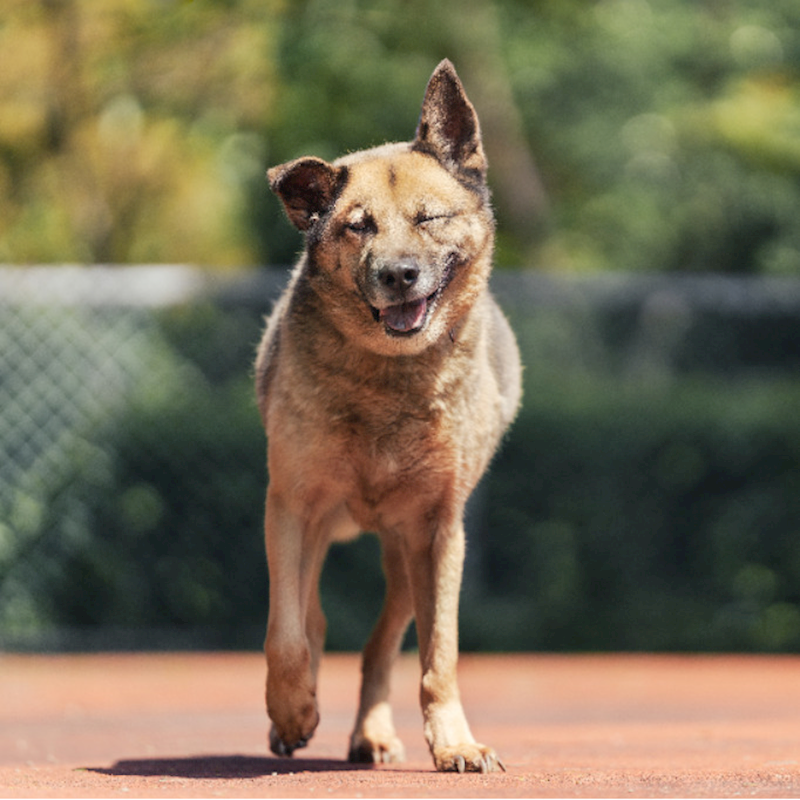 新北市板橋區公立動物之家,編號:289923, 混種犬          