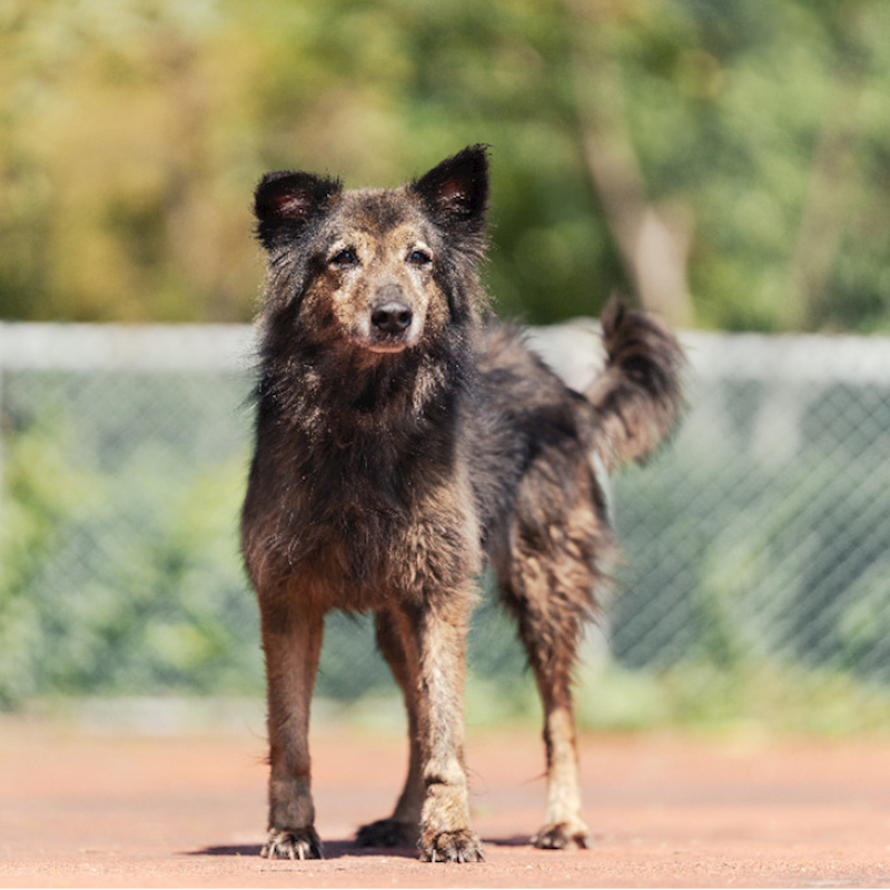 新北市板橋區公立動物之家,編號:195101, 混種犬          