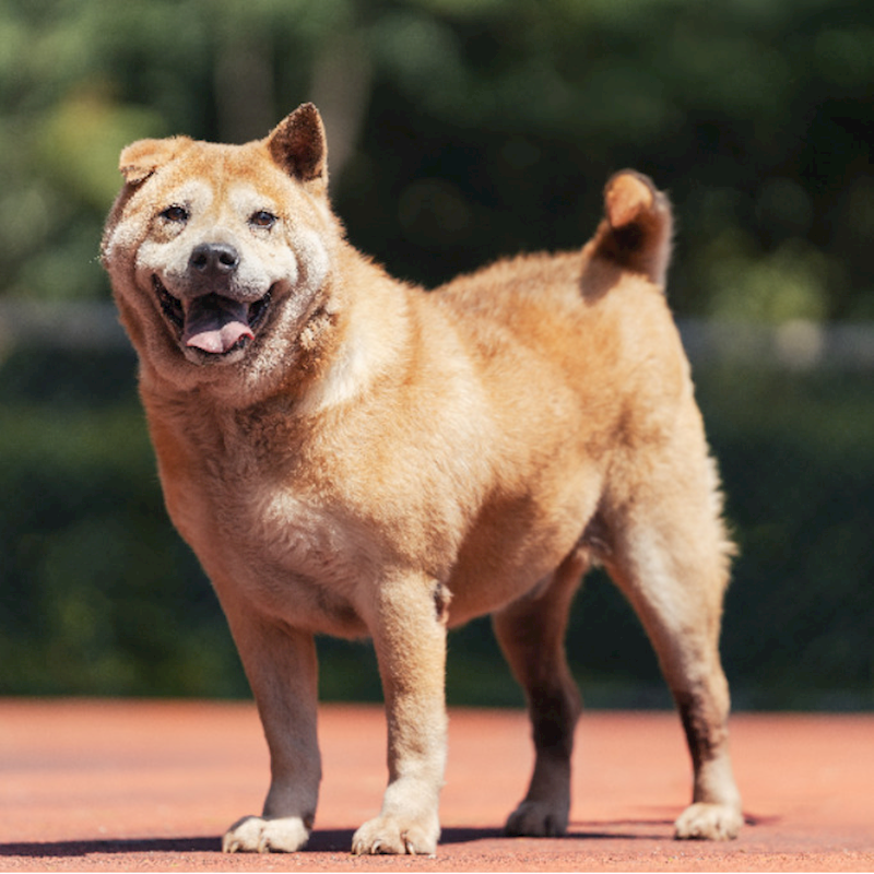 新北市板橋區公立動物之家,編號:394062, 混種犬          