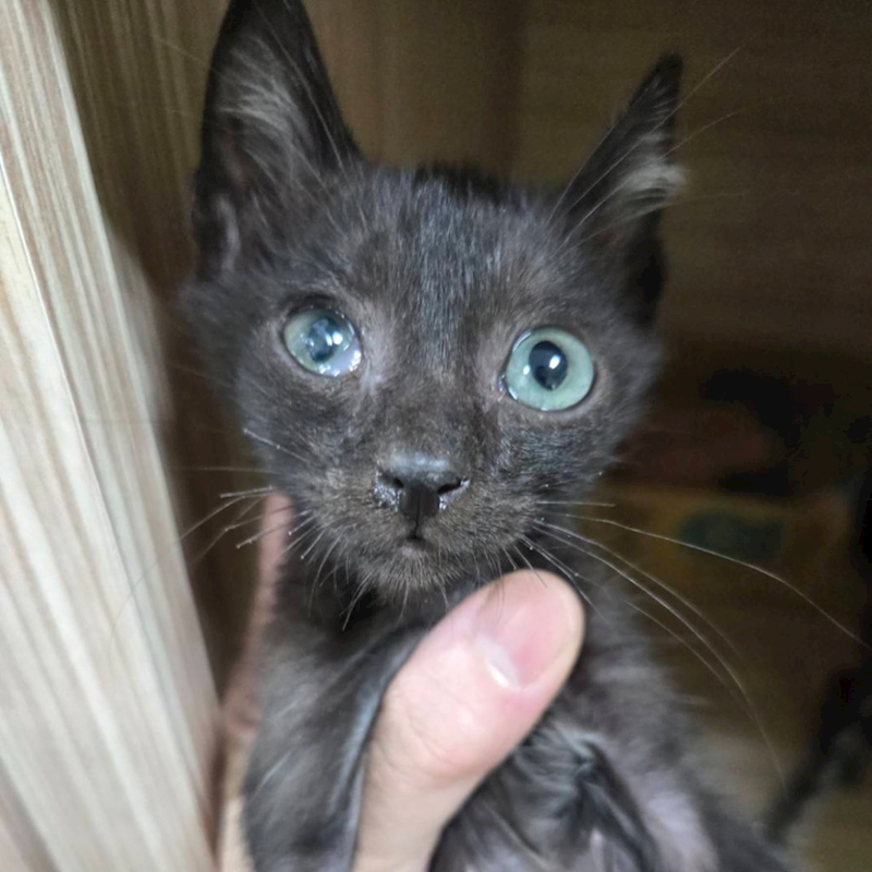 臺南市動物之家灣裡站,編號:457460, 混種貓                 